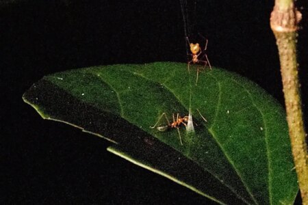 Meet the New Spider Species: Ingenious Trap Launches Ants into the Air! Meet the New Spider Species Ingenious Trap Launches Ants into