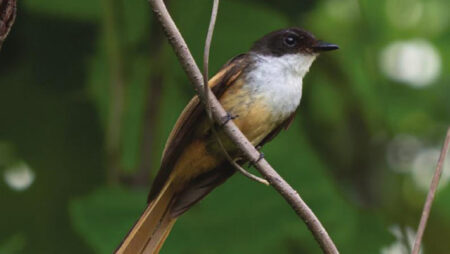 New Bird Species Discovered by Ornithologist on Remote Indonesian Island New Bird Species Discovered by Ornithologist on Remote Indonesian Island