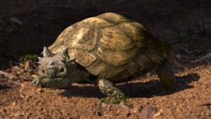 New Horned Turtle Species Discovered in Fossil Find in Patagonia