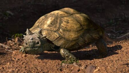 New Horned Turtle Species Discovered in Fossil Find in Patagonia