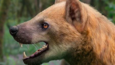 Newly Discovered Ancient Beardog Species Unearthed in Spain Newly Discovered Ancient Beardog Species Unearthed in Spain