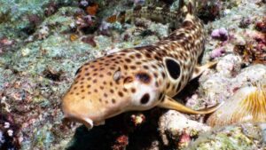 Newly Discovered Walking Shark Species Found Off Papua New Guinea