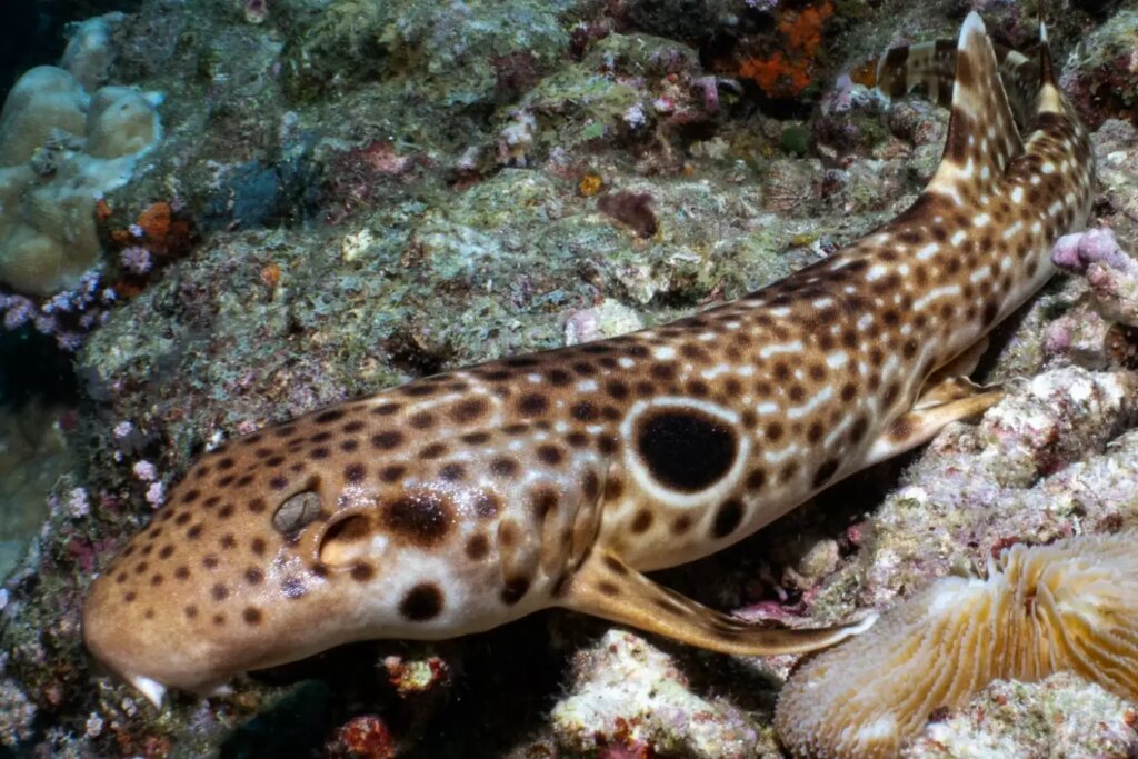 Newly Discovered Walking Shark Species in Papua New Guinea: A Groundbreaking Scientific Find Newly Discovered Walking Shark Species in Papua New Guinea A