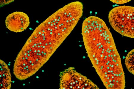 Phage Therapy Harnessing Viral Power to Enhance Vaccine Immunity and