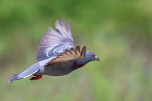 Pigeons Lock Their Gaze While Flying Insights into Bird Vision