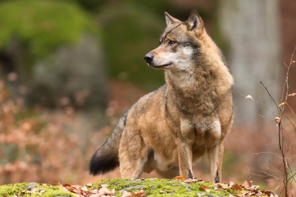 Rare Camera Trap Video Reveals Wolves Hunting European Bison Rare Camera Trap Video Reveals Wolves Hunting European Bison