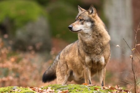 Rare Camera Trap Video Reveals Wolves Hunting European Bison