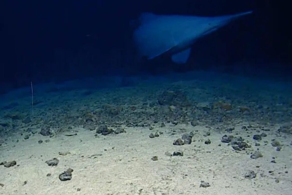 Rare Sightings: This Unusual Shark Captured on Camera in Its Natural Habitat Rare Sightings This Unusual Shark Captured on Camera in Its