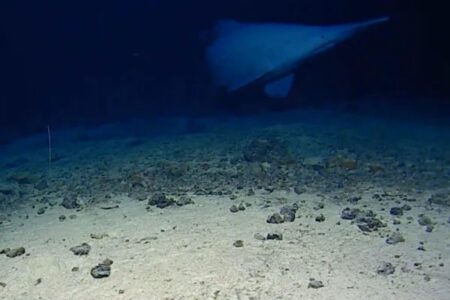 Rare Sightings: This Unusual Shark Captured on Camera in Its Natural Habitat Rare Sightings This Unusual Shark Captured on Camera in Its
