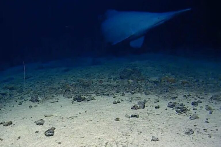 Rare Sightings This Unusual Shark Captured on Camera in Its