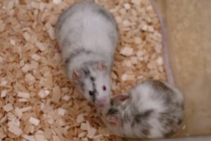 Revival of Frozen Rat Chromosomes in Mice A Breakthrough in