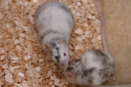 Revival of Frozen Rat Chromosomes in Mice A Breakthrough in