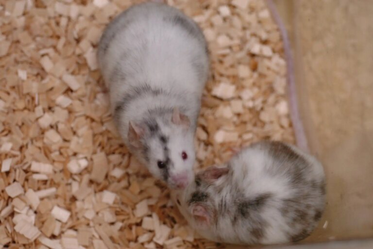 Revival of Frozen Rat Chromosomes in Mice: A Breakthrough in Genetic Research Revival of Frozen Rat Chromosomes in Mice A Breakthrough in
