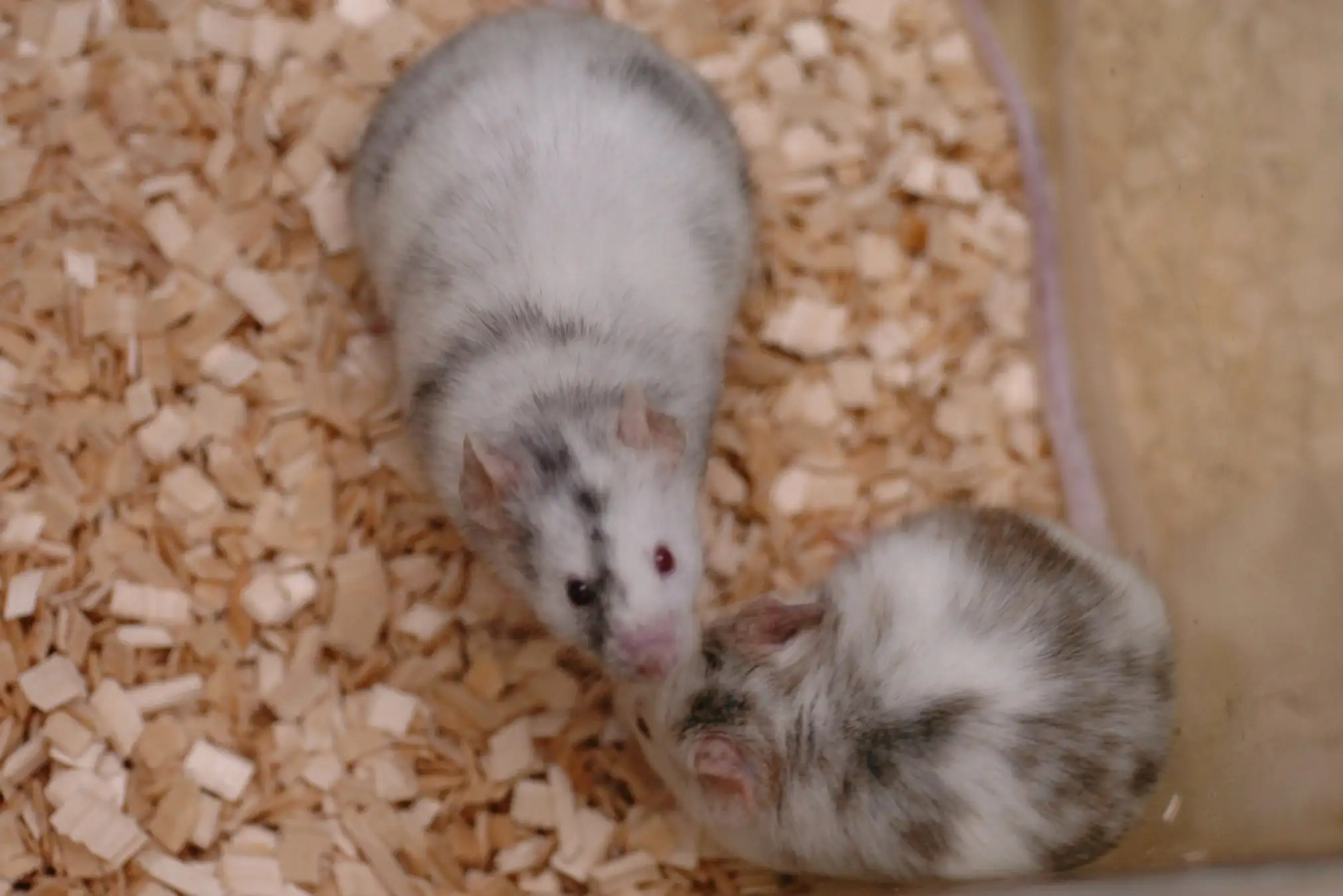 Revival of Frozen Rat Chromosomes in Mice A Breakthrough in