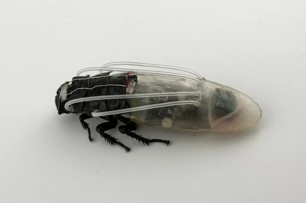 Revolutionary Remotely Controlled Swarm of Cockroaches Can Now Breathe Underwater