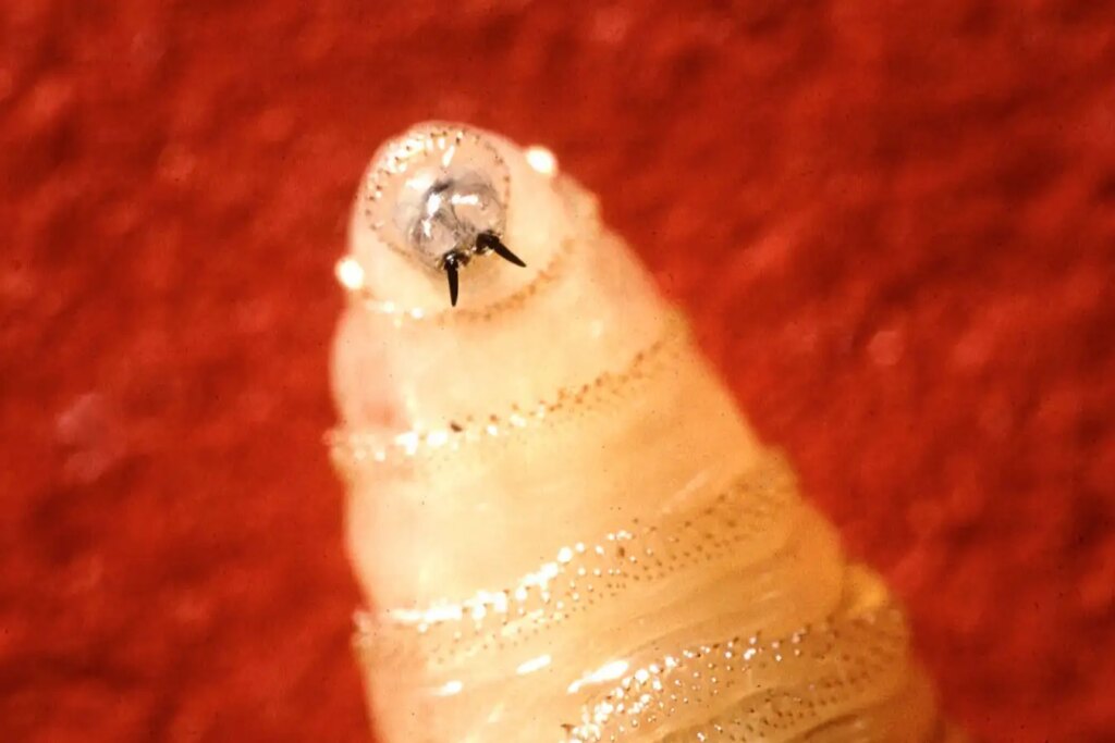 Rouse Maggots Pioneering Species for Revolutionary Extinction Drive Efforts