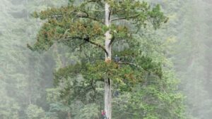 Scientists Discover East Asias Tallest Tree After a Decade of