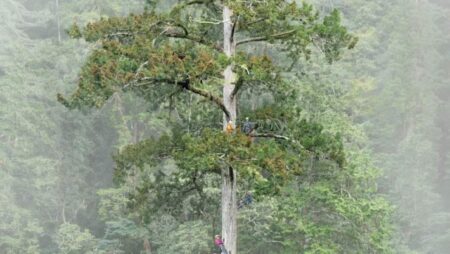 Scientists Discover East Asias Tallest Tree After a Decade of