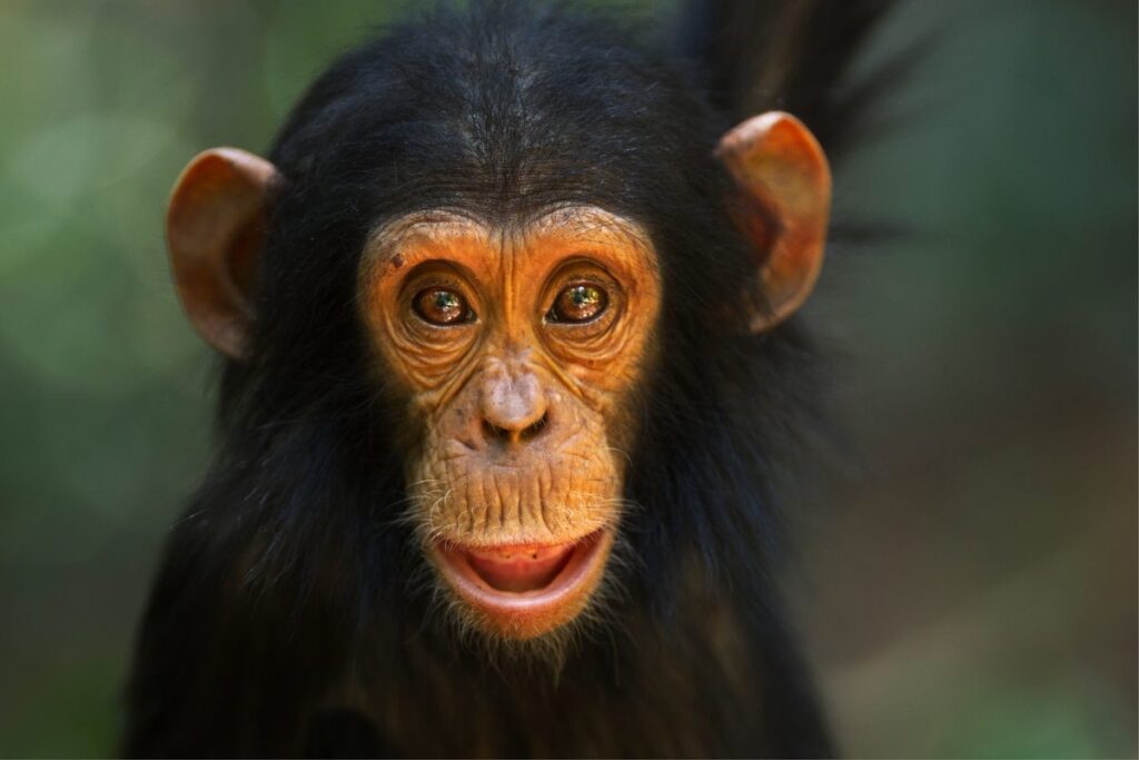 Scientists Stunned as Wild Chimpanzee Captured Playing Drums