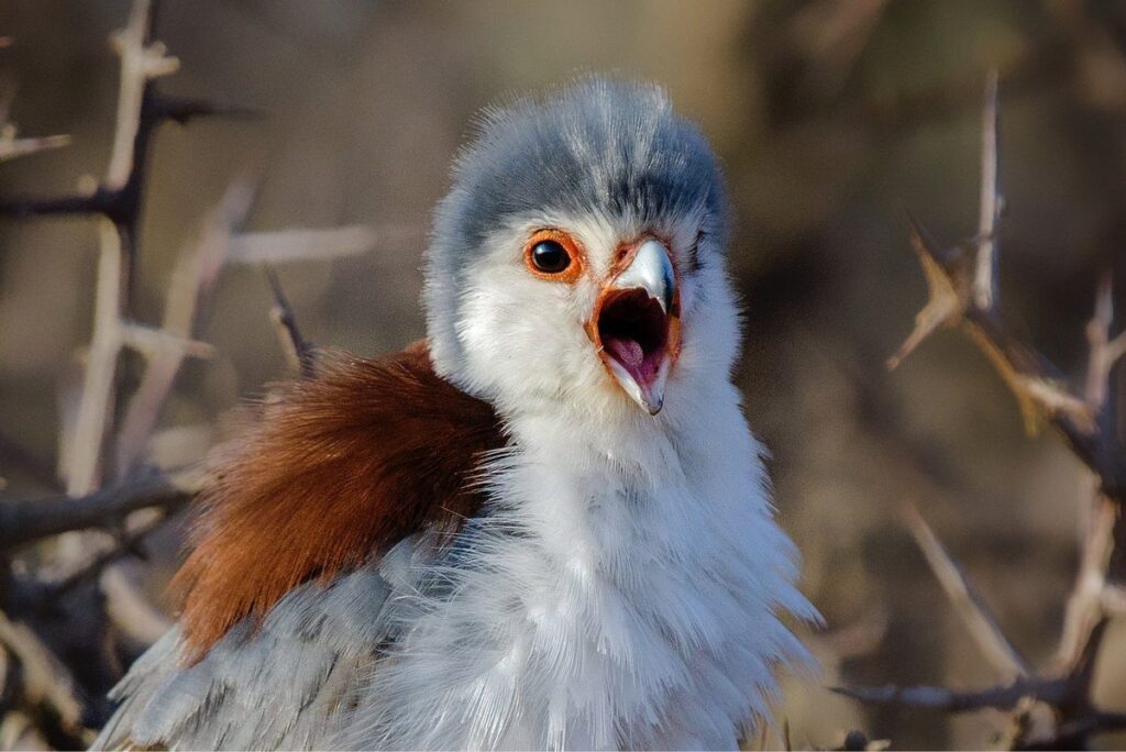 Scientists Urge an End to Bird Masturbation Shaming