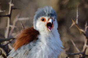 Scientists Urge an End to Bird Masturbation Shaming