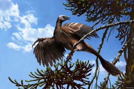 Steve Brusatte’s Insights on Bird Evolution: New Scientist’s Top Recommendation Steve Brusattes Insights on Bird Evolution New Scientists Top Recommendation