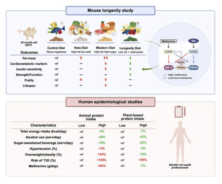 Study Reveals Modified Mediterranean Diet Boosts Healthy Lifespan in Mice