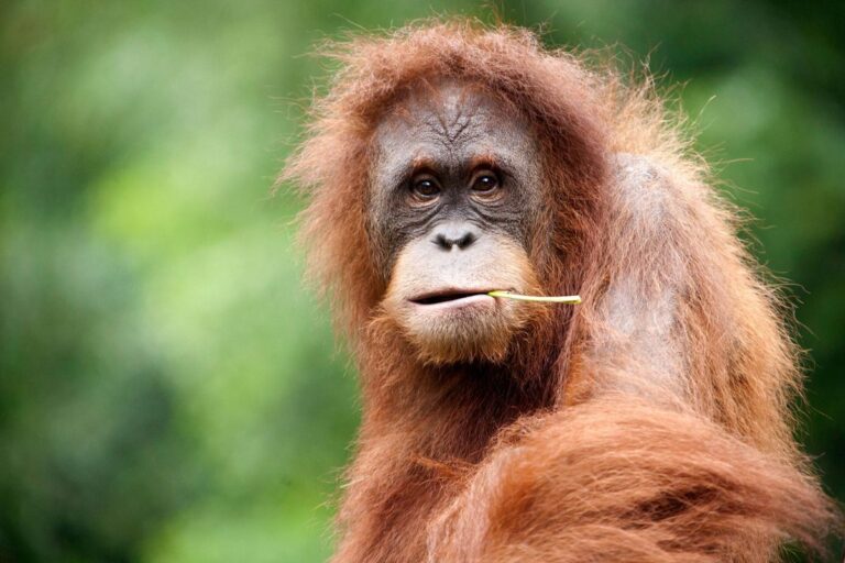 Study Reveals Orangutans Select Specific Plants to Combat Infections and