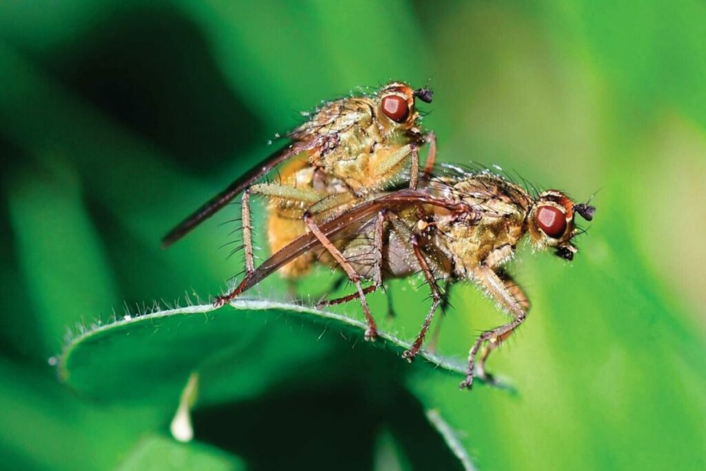 The Most Unusual Reproductive Strategy in the Animal Kingdom