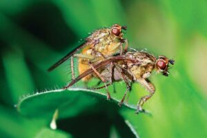 The Most Unusual Reproductive Strategy in the Animal Kingdom