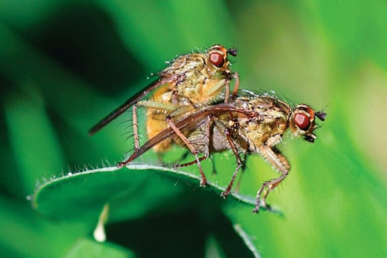 The Most Unusual Reproductive Strategy in the Animal Kingdom
