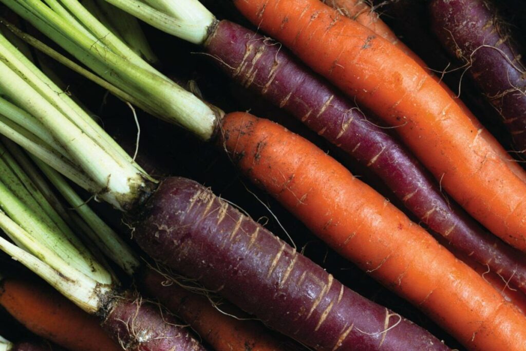 The Surprising Truth Behind Why Carrots Come in Different Colors