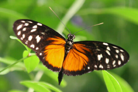 Unlocking the Longevity of Heliconius Butterflies The Surprising Role of