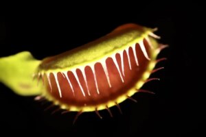 Unlocking the Mystery: How the Venus Flytrap Snaps Shut Unlocking the Mystery How the Venus Flytrap Snaps Shut