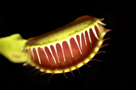 Unlocking the Mystery: How the Venus Flytrap Snaps Shut Unlocking the Mystery How the Venus Flytrap Snaps Shut