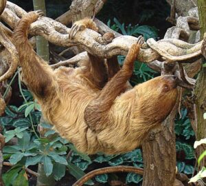 Unlocking the Mystery of Sloths How an Ancient Jumping Gene