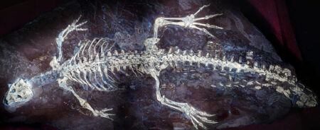 Unveiling the True Identity of a 125-Million-Year-Old Crocodile Relative Unveiling the True Identity of a 125 Million Year Old Crocodile Relative