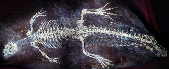 Unveiling the True Identity of a 125-Million-Year-Old Crocodile Relative Unveiling the True Identity of a 125 Million Year Old Crocodile Relative