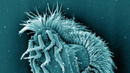 When Food is Scarce This Single Celled Organism Transforms into a