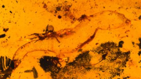 Ancient Male Gecko Preserved in Kachin Amber: Oldest Specimen Unearthed Ancient Male Gecko Preserved in Kachin Amber Oldest Specimen Unearthed