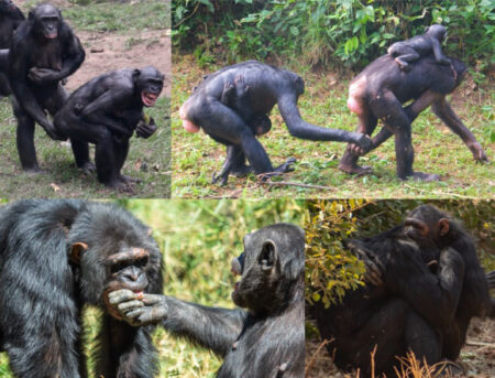 Ape Research Reveals Hugs as an Ancient Tool for Peacekeeping