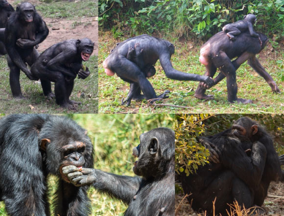 Ape Research Reveals Hugs as an Ancient Tool for Peacekeeping