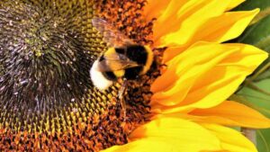 Bumblebee Emotional Reactions to Sweet and Bitter Tastes Insights into
