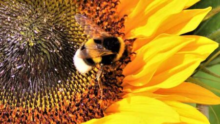 Bumblebee Emotional Reactions to Sweet and Bitter Tastes Insights into