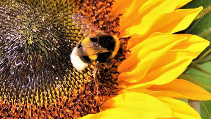 Bumblebee Emotional Reactions to Sweet and Bitter Tastes: Insights into Insect Taste Perception Bumblebee Emotional Reactions to Sweet and Bitter Tastes Insights into