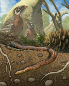 Did Early Snakes Burrow Swim or Crawl 80 Million Year Old Fossils