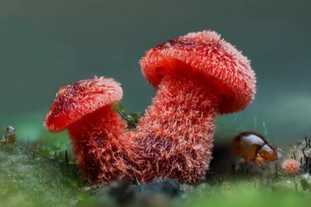 Discover the Captivating Beauty of Fungi Through Stunning Photography Discover the Captivating Beauty of Fungi Through Stunning Photography