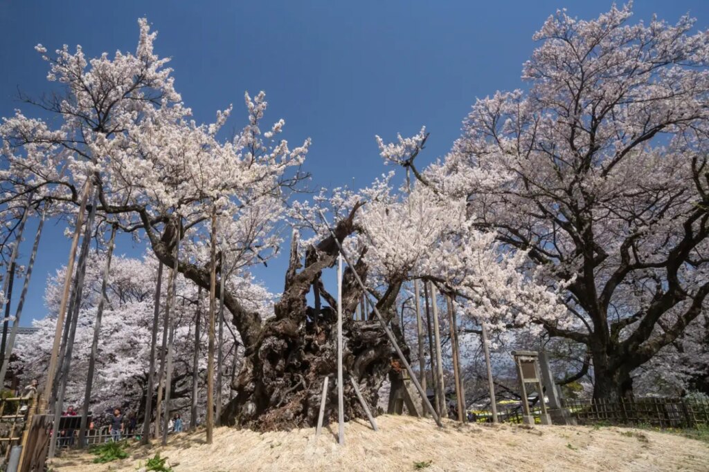 Discover the Marvels of Wood A Thought Provoking Read That Will