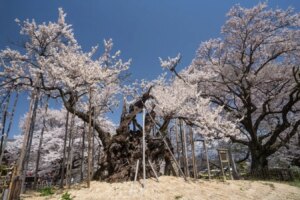 Discover the Marvels of Wood A Thought Provoking Read That Will