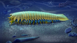 Discovering the Origins of Spider Fangs Tracing Ancient Marine Life